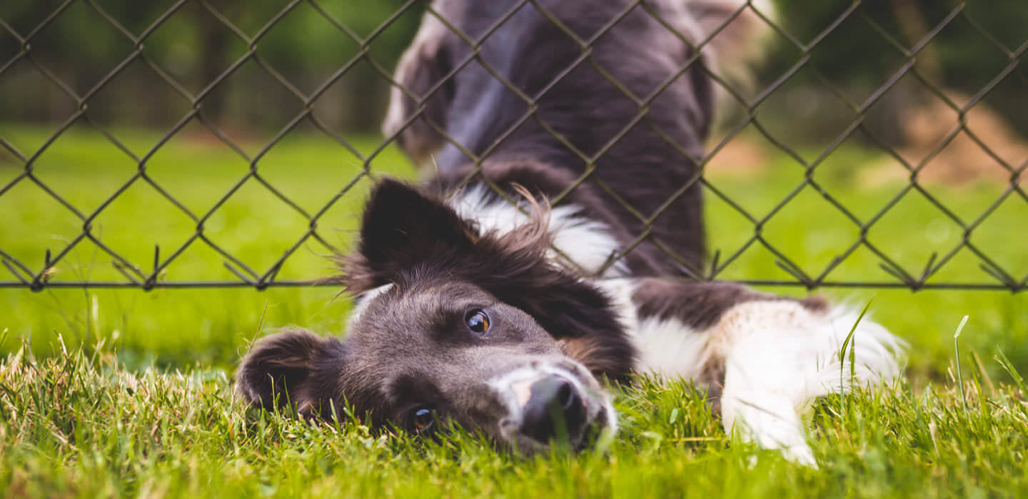 Dog escaping