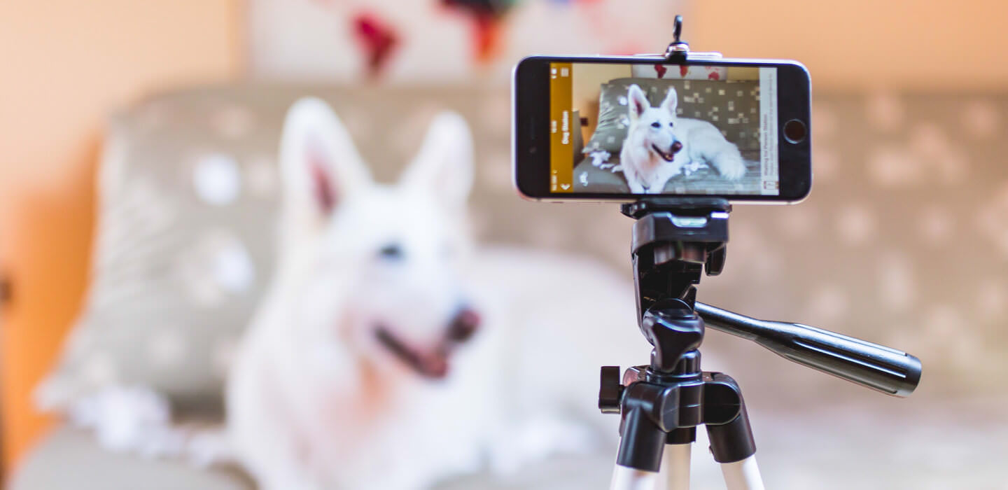 Dog being monitored 