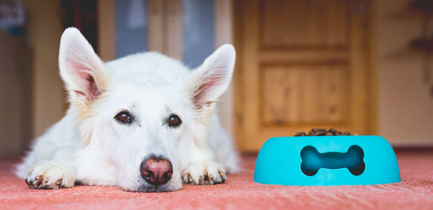 Dog with bowl