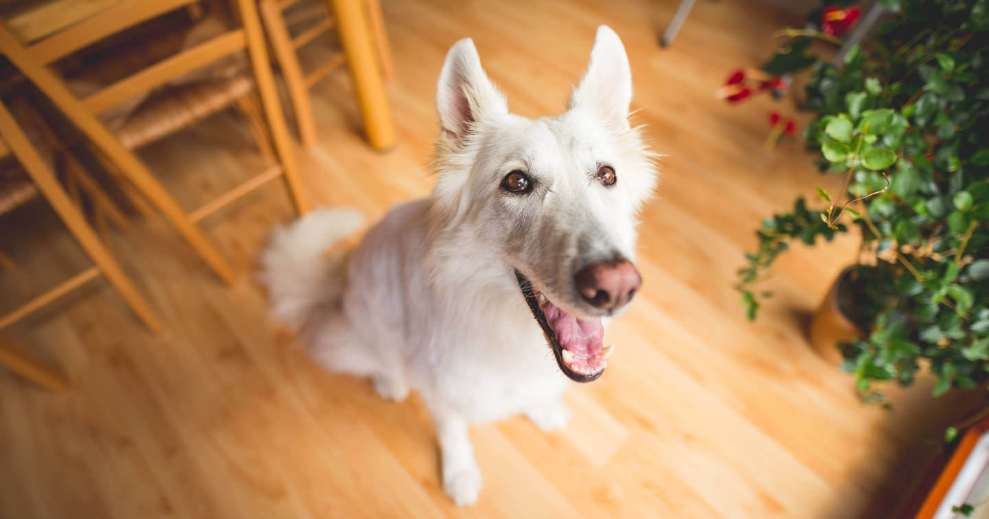 Dog smiling