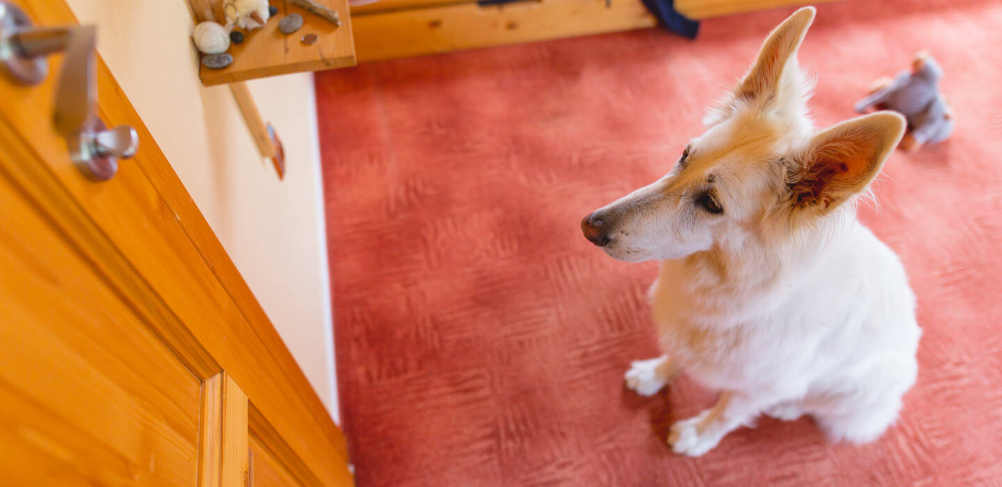 Dog waiting